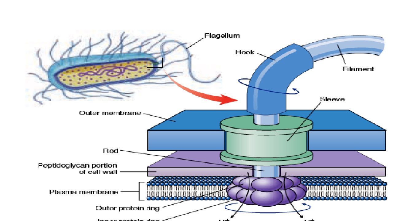 What Does Flagella Look Like In A Cell